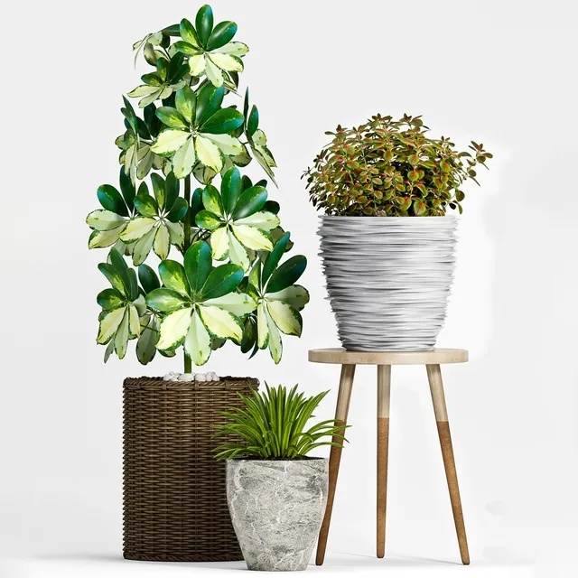 decoration - Plant Set -91 3D Model