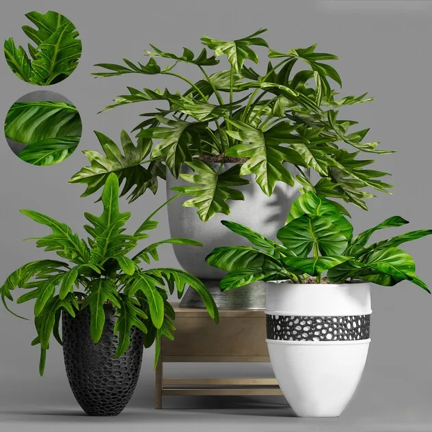 decoration - Plant Set -99 3D Model