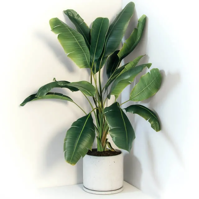 decoration - Plant Strelizia 3D Model