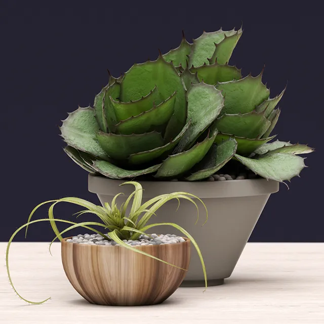 decoration - Plant succulents 05 3D Model