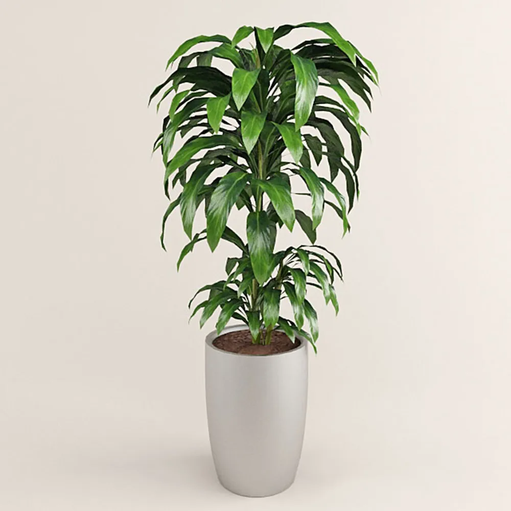 decoration - Plant with large leaves 3D Model