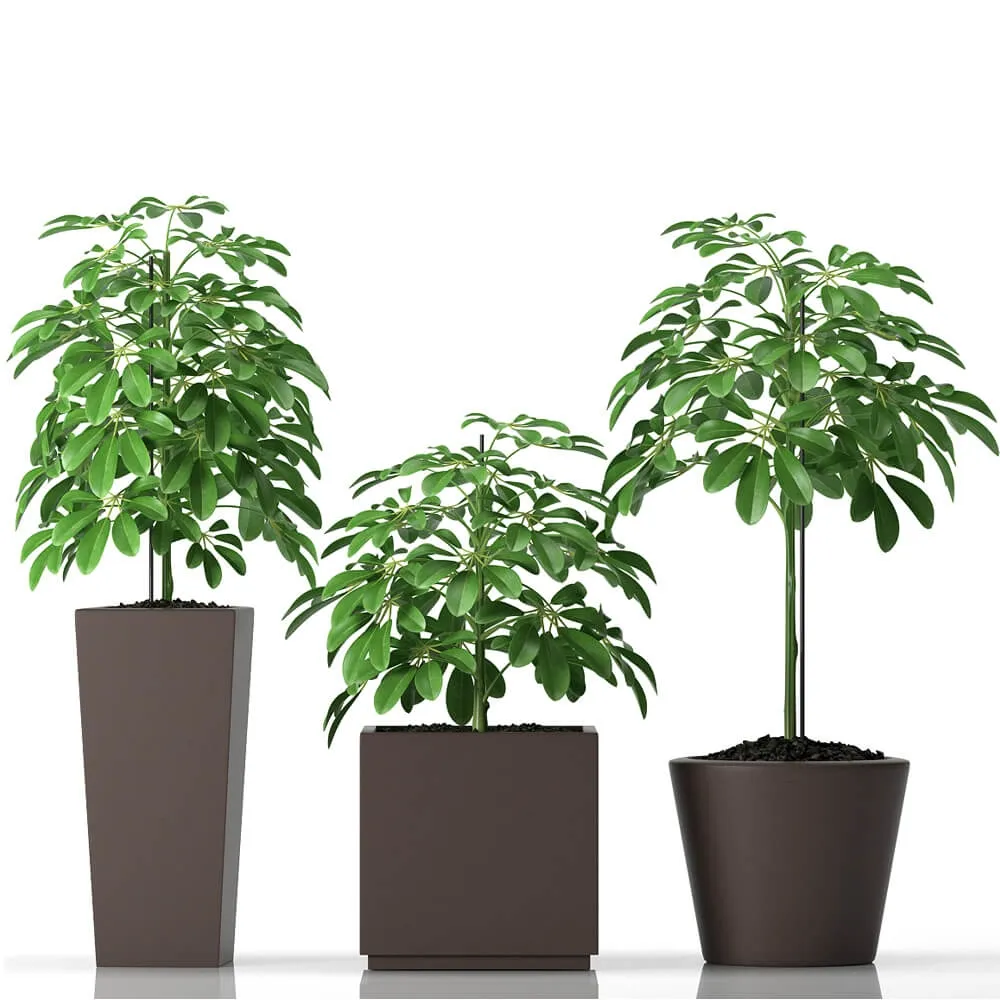 decoration - Plants 0414 3D Model