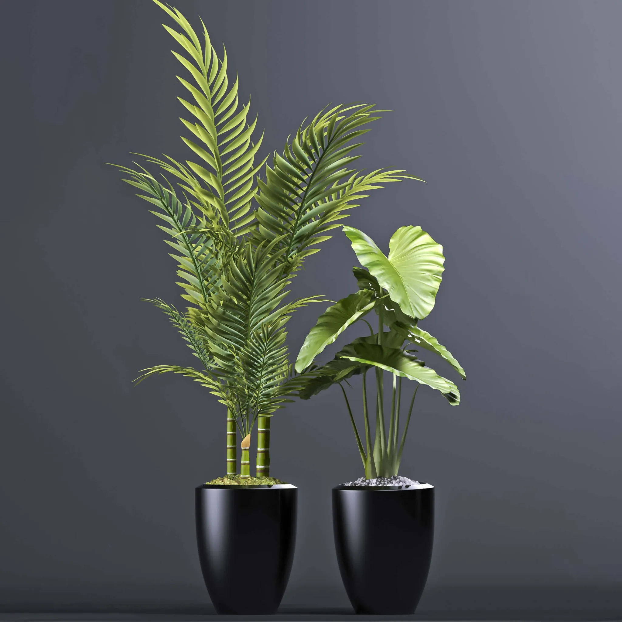 decoration - Plants 102 3D Model