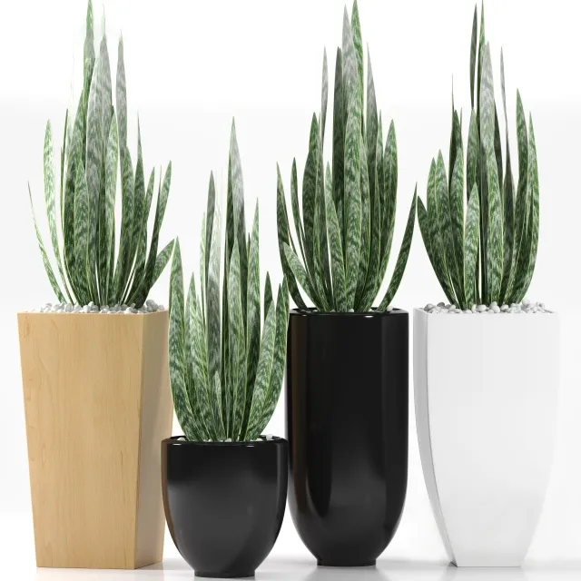 decoration - Plants 103 3D Model