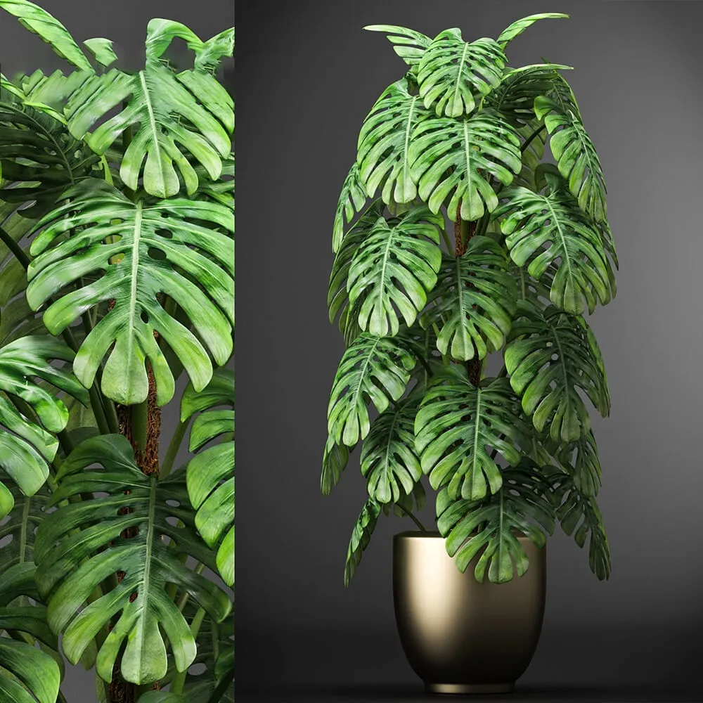 decoration - Plants 105 3D Model