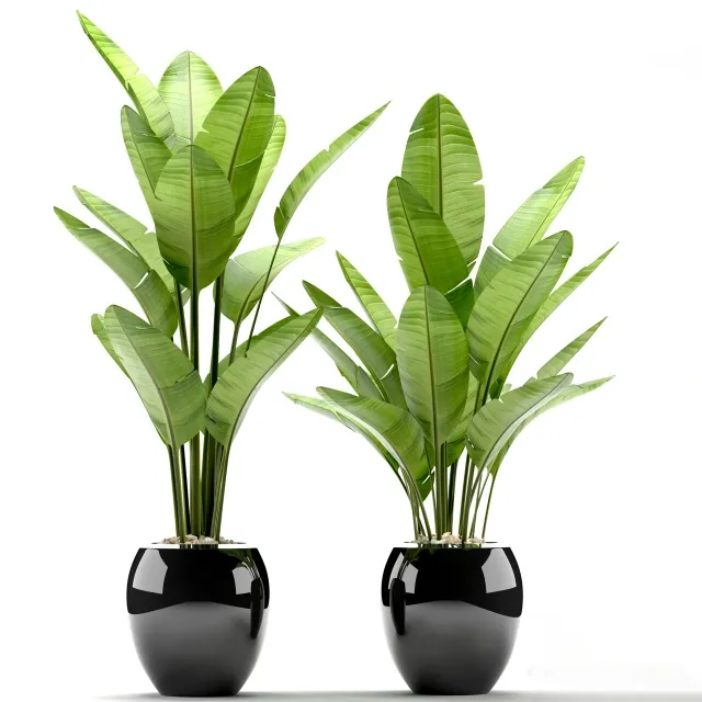 decoration - Plants 108 3D Model