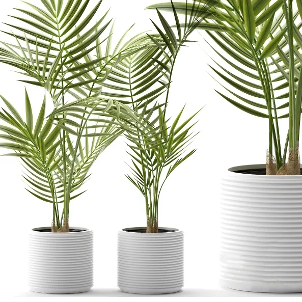 decoration - Plants 109 3D Model