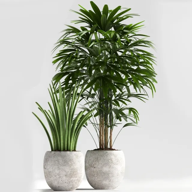 decoration - Plants 114 3D Model
