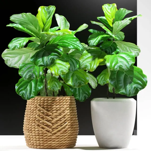 decoration - Plants 115 3D Model