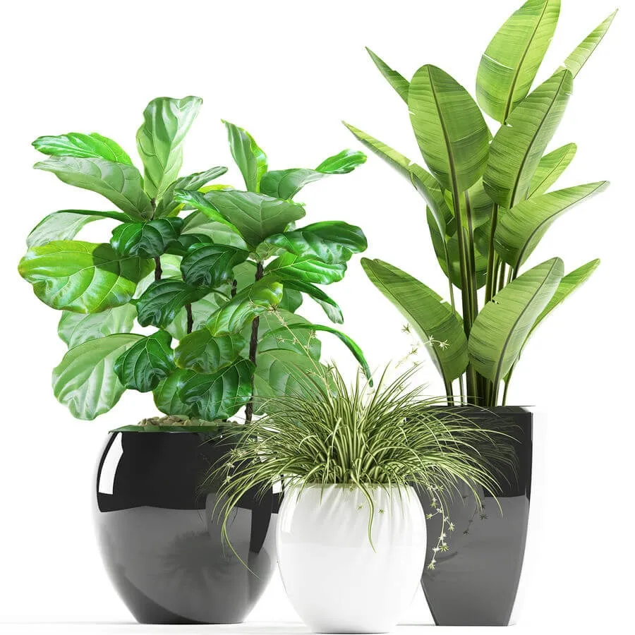 decoration - Plants 119 3D Model