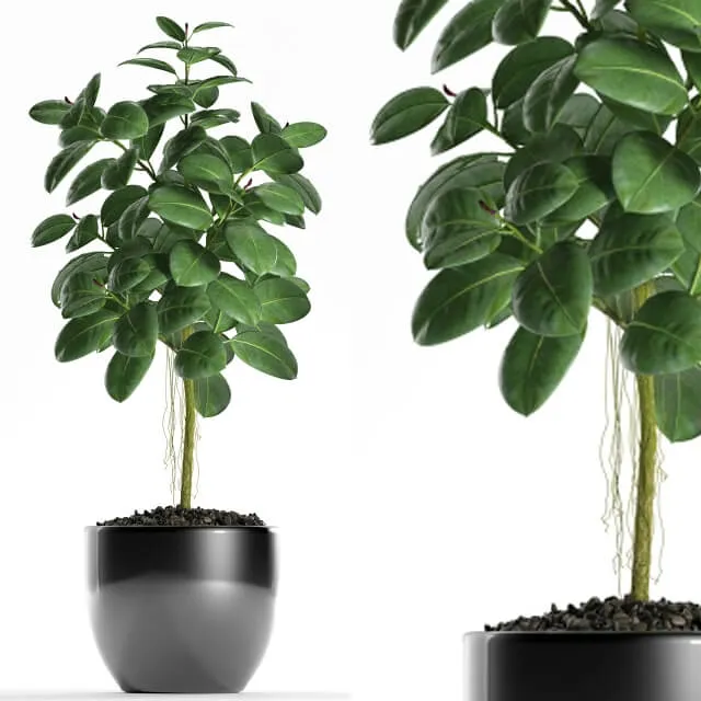 decoration - Plants 122 3D Model