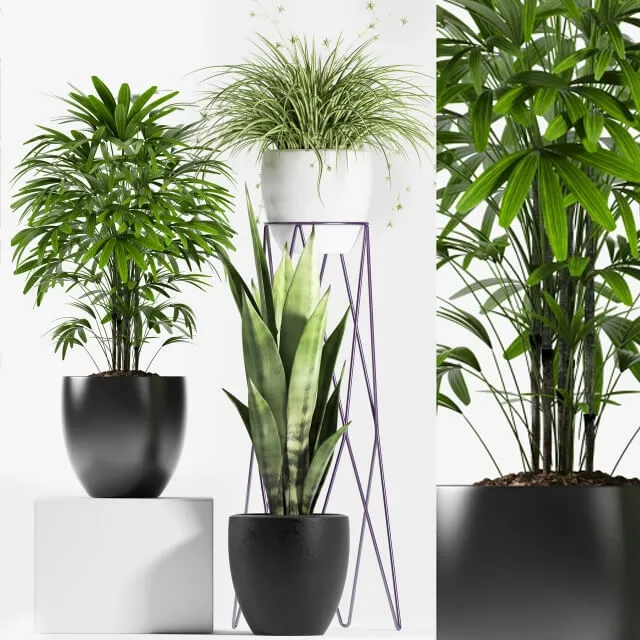 decoration - Plants 125 3D Model