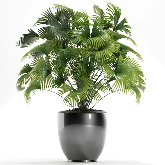 decoration - Plants 126 3D Model