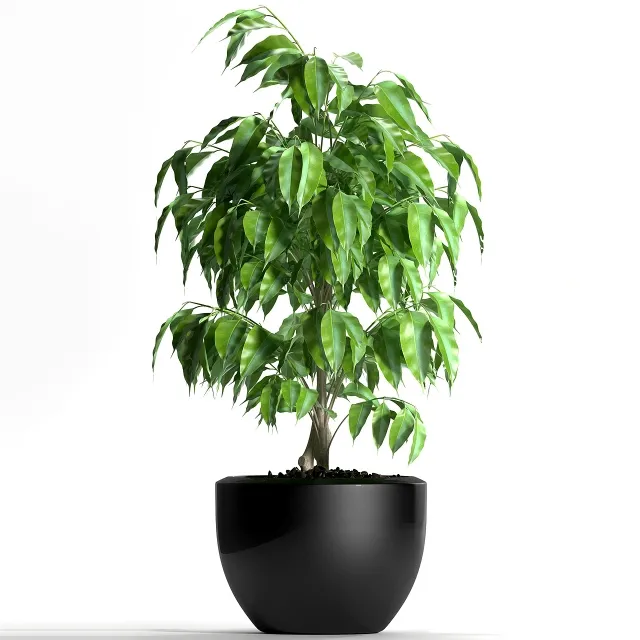 decoration - Plants 128 3D Model