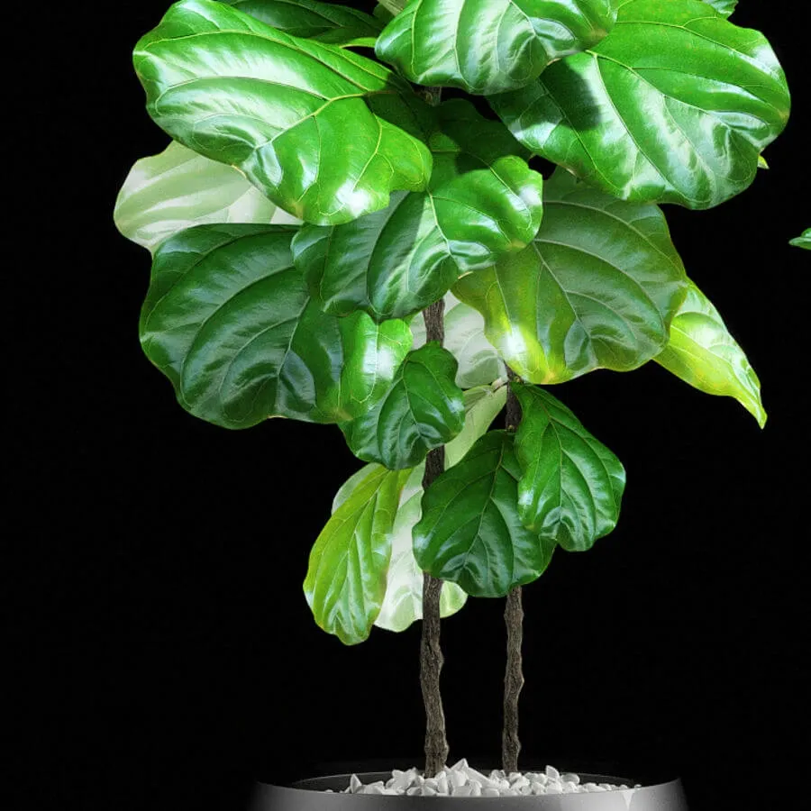 decoration - Plants 133 3D Model