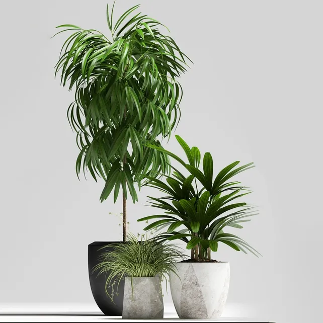 decoration - Plants 134 3D Model