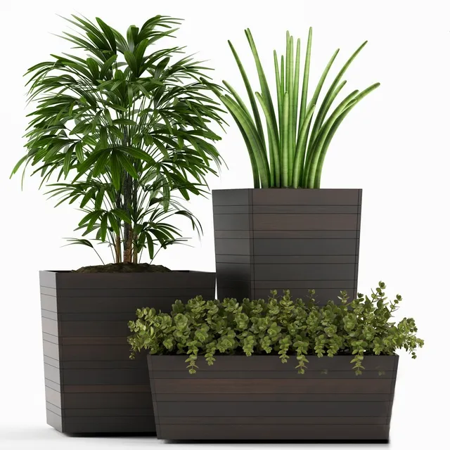 decoration - Plants 136 3D Model