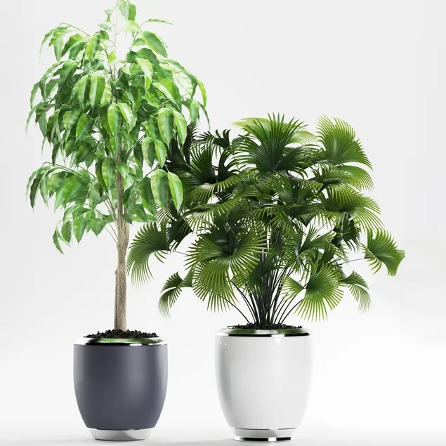 decoration - Plants 139 3D Model