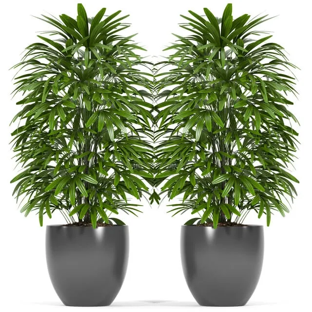 decoration - Plants 147 3D Model