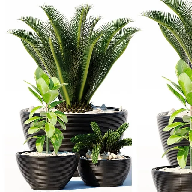 decoration - Plants 151 3D Model