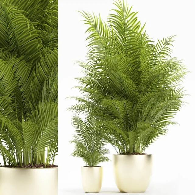 decoration - Plants 156 3D Model