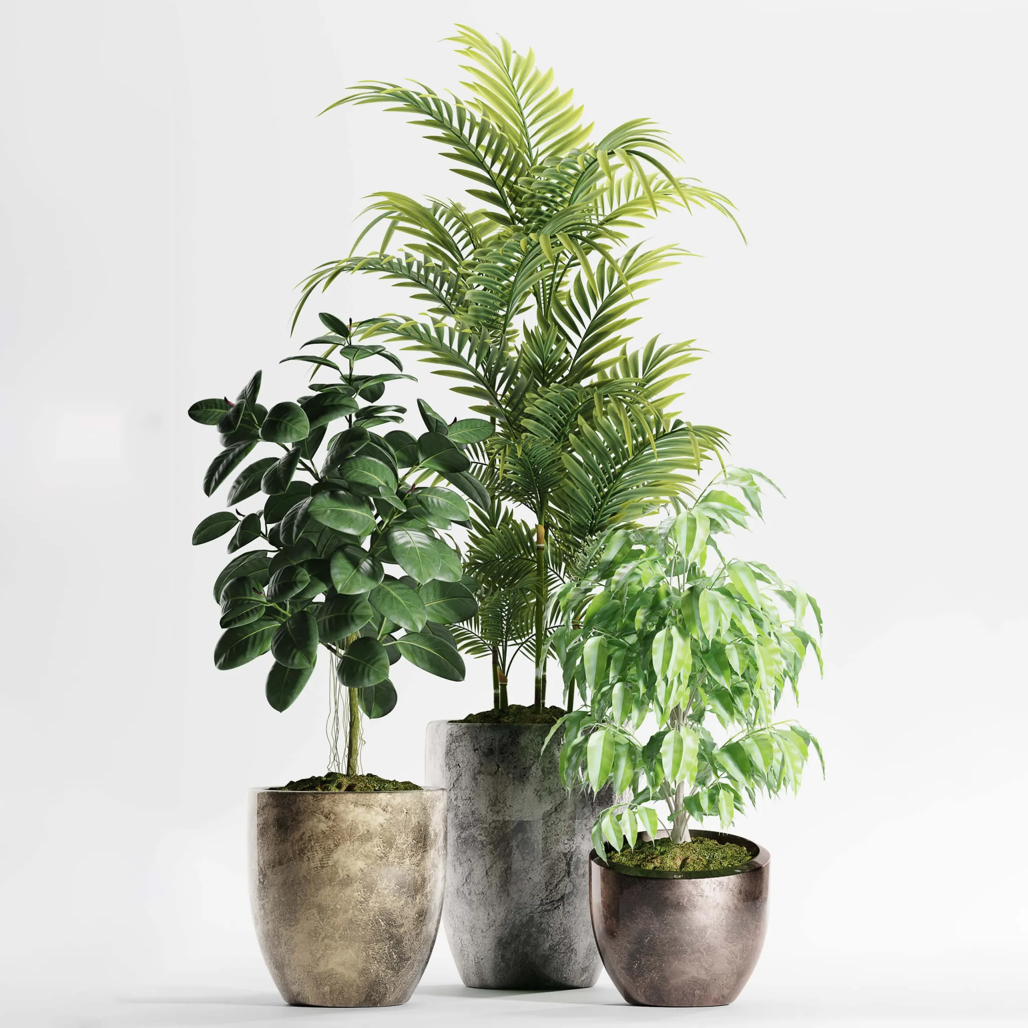 decoration - Plants 159 3D Model