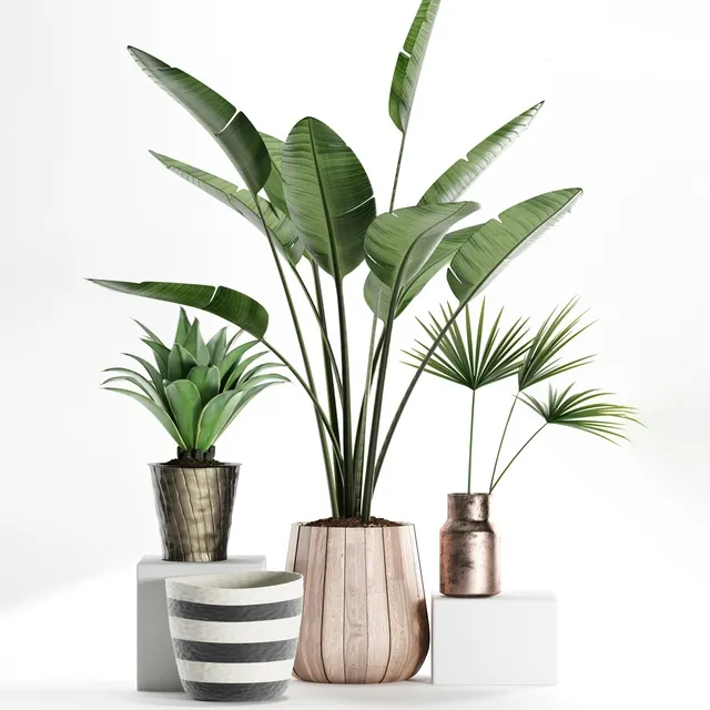 decoration - Plants 160 3D Model