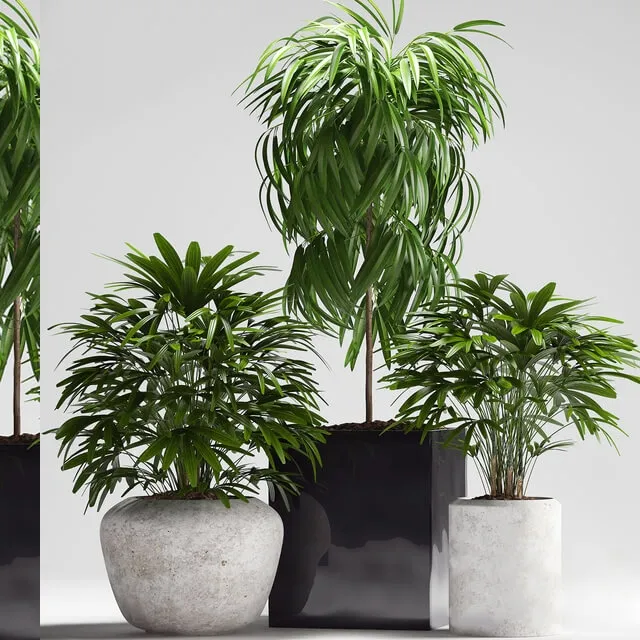 decoration - Plants 164 3D Model