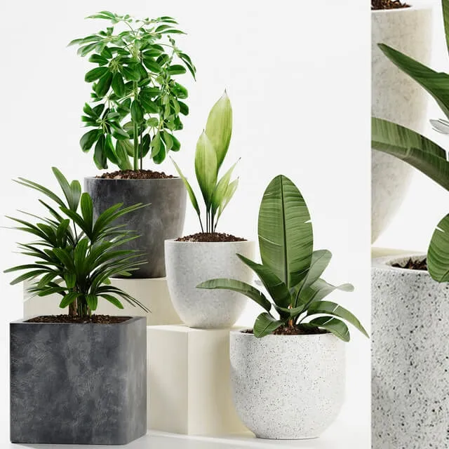 decoration - Plants 165 3D Model