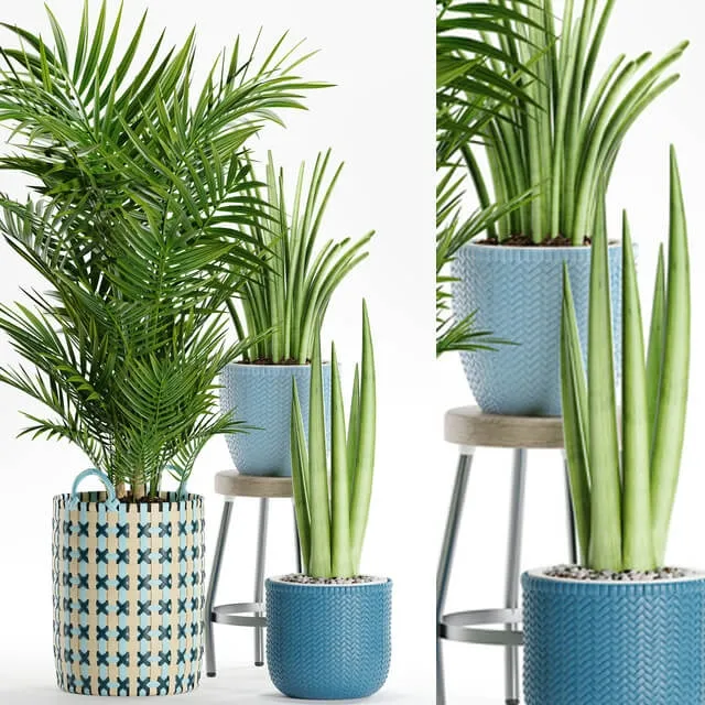 decoration - Plants  166 3D Model