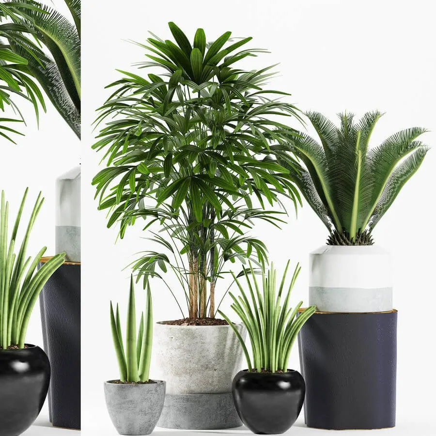 decoration - Plants 173 3D Model