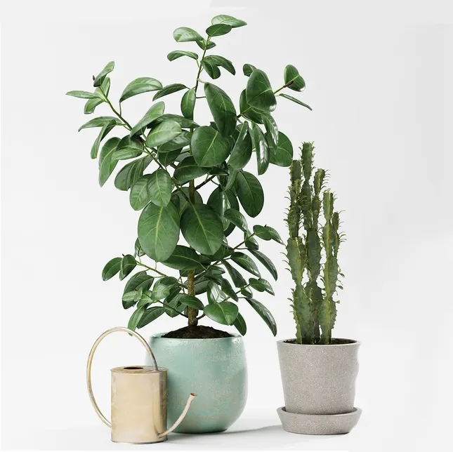 decoration - Plants 176 3D Model