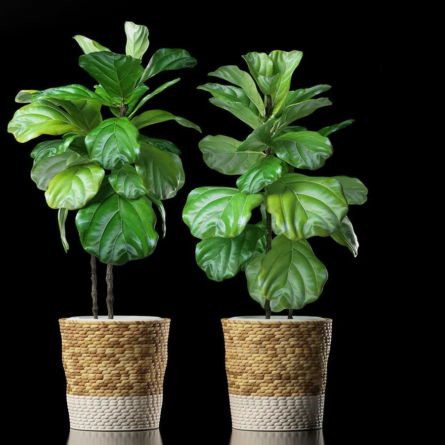 decoration - Plants 178 3D Model