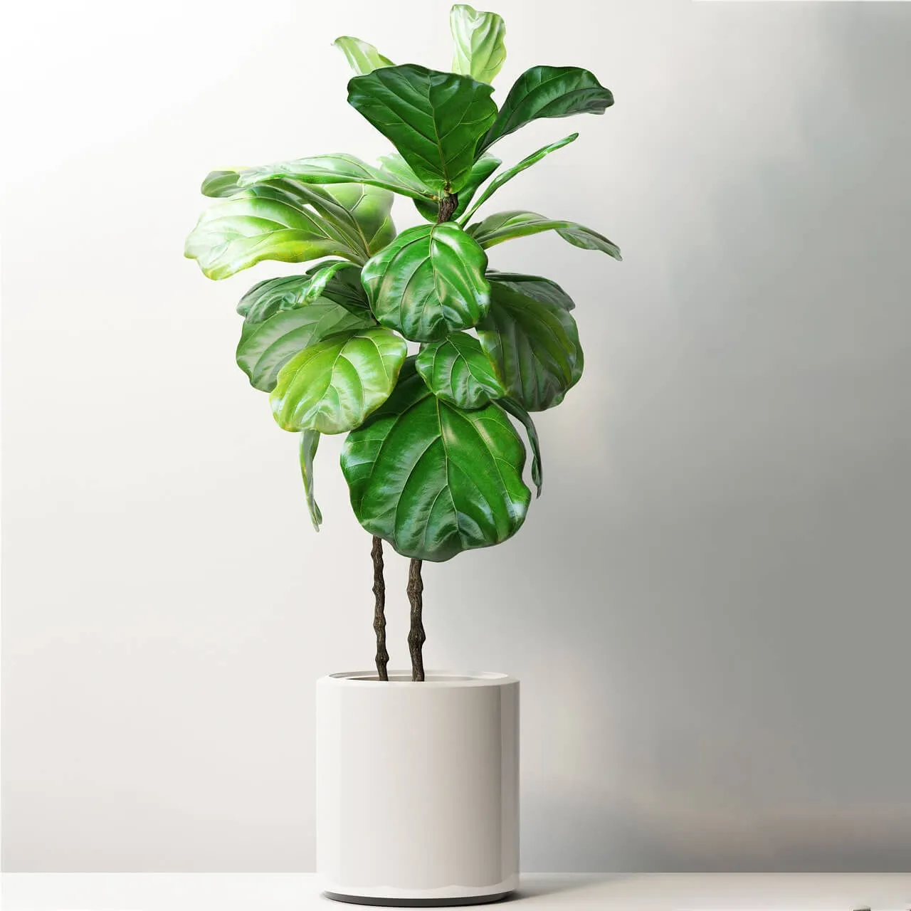 decoration - Plants 181 3D Model