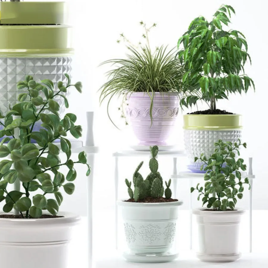 decoration - Plants 183 3D Model