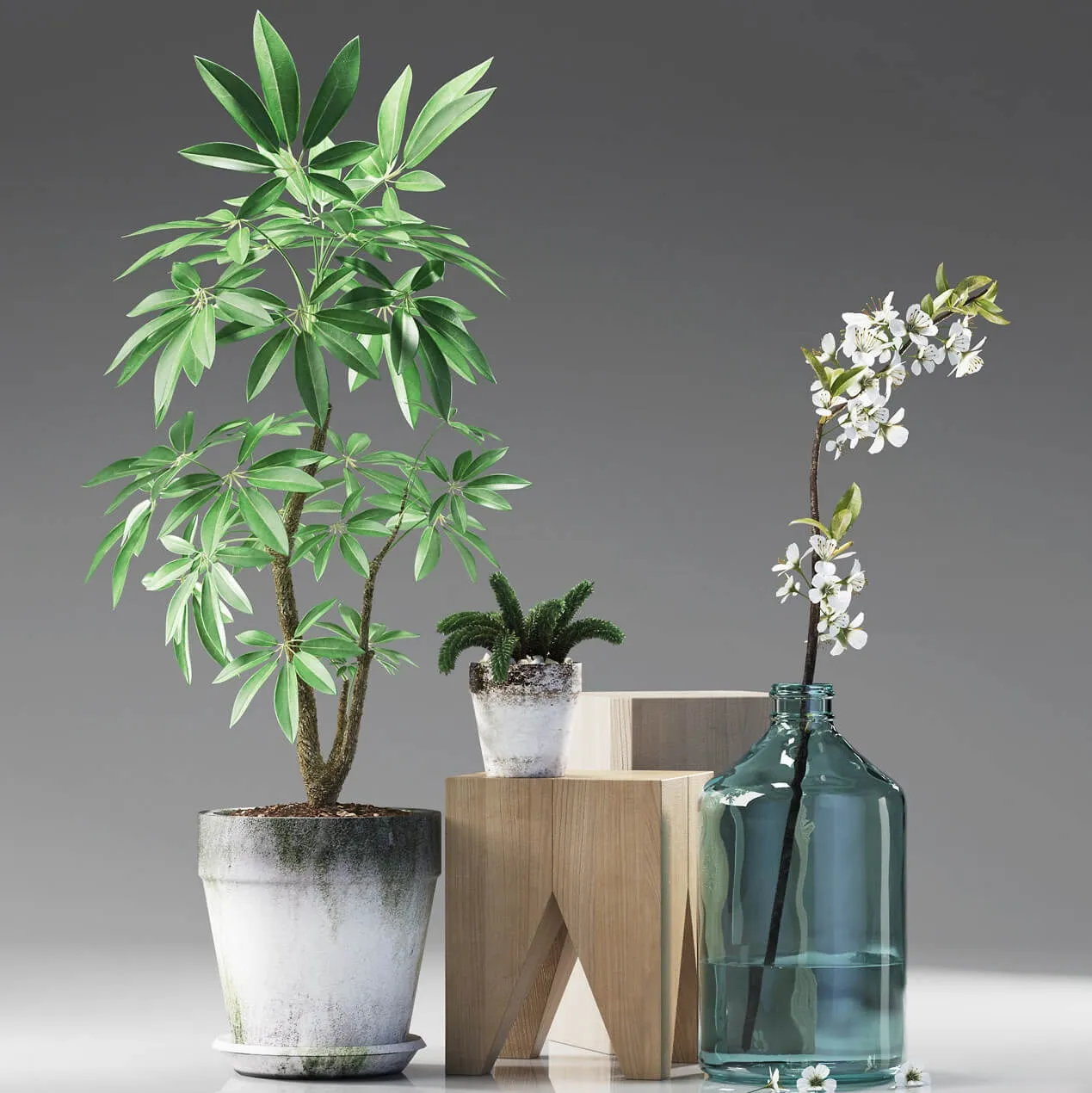 decoration - Plants 187 3D Model