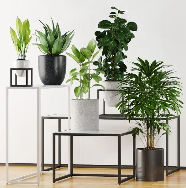 decoration - Plants 203 3D Model