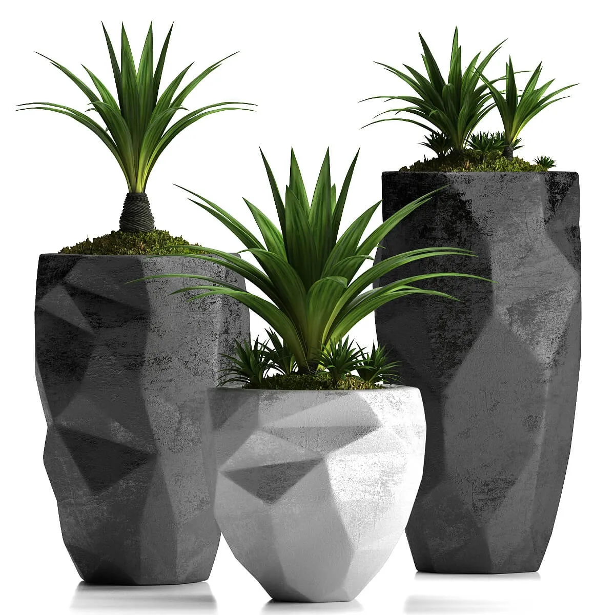 decoration - Plants 33 3D Model