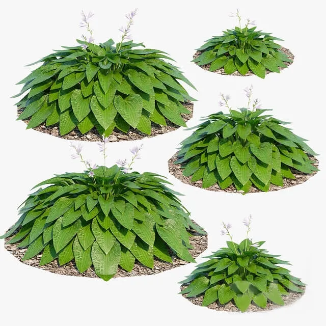 decoration - Plants 36 3D Model