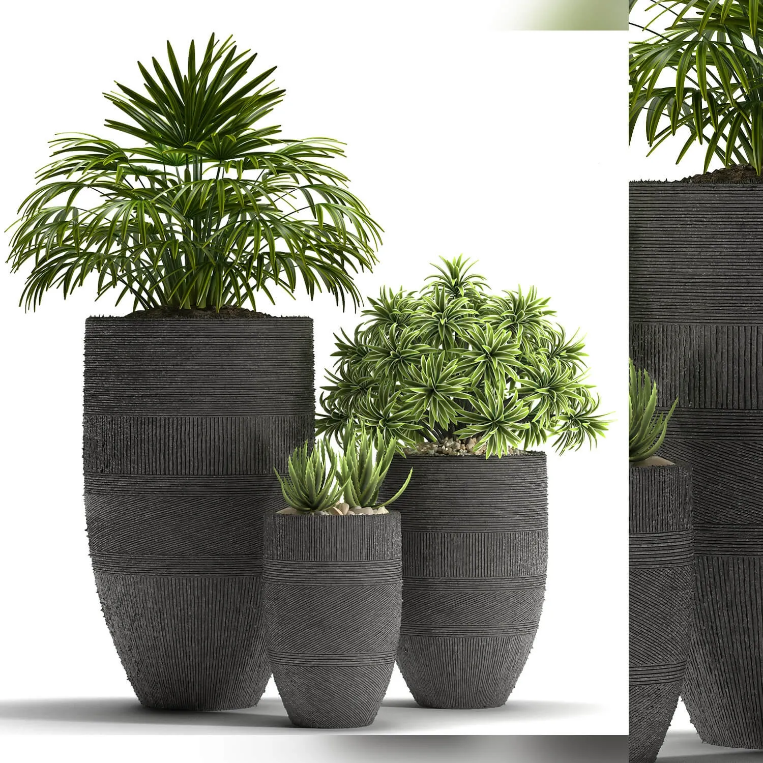 decoration - Plants 42 3D Model
