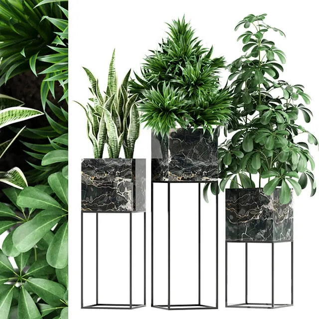 decoration - Plants 45 3D Model