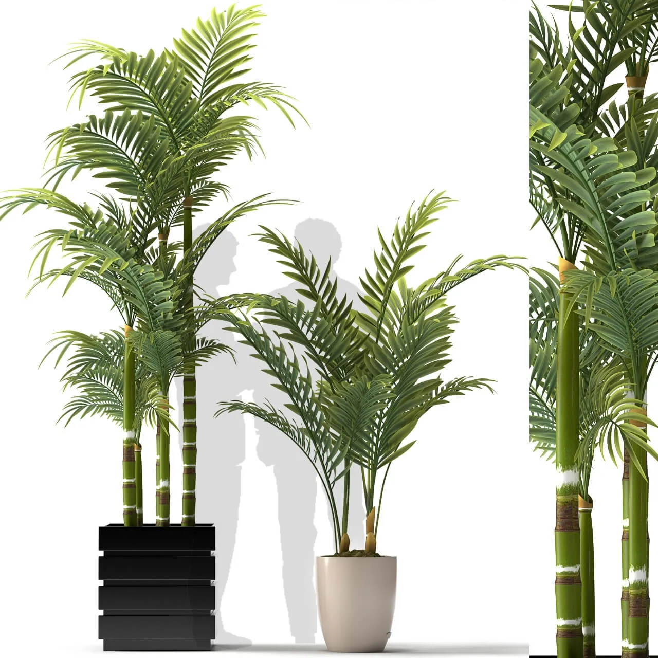 decoration - Plants 5056 3D Model