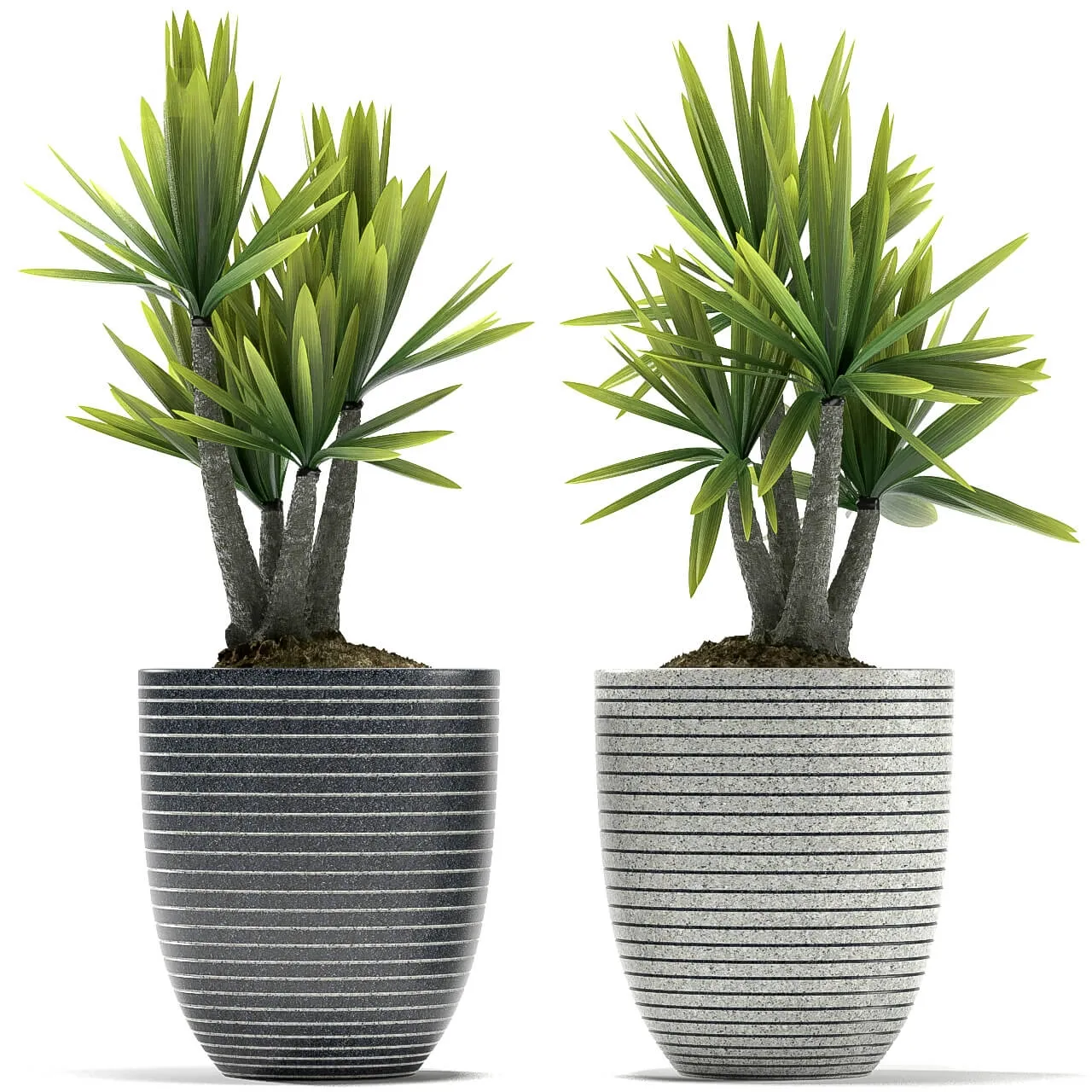 decoration - Plants 5059 3D Model