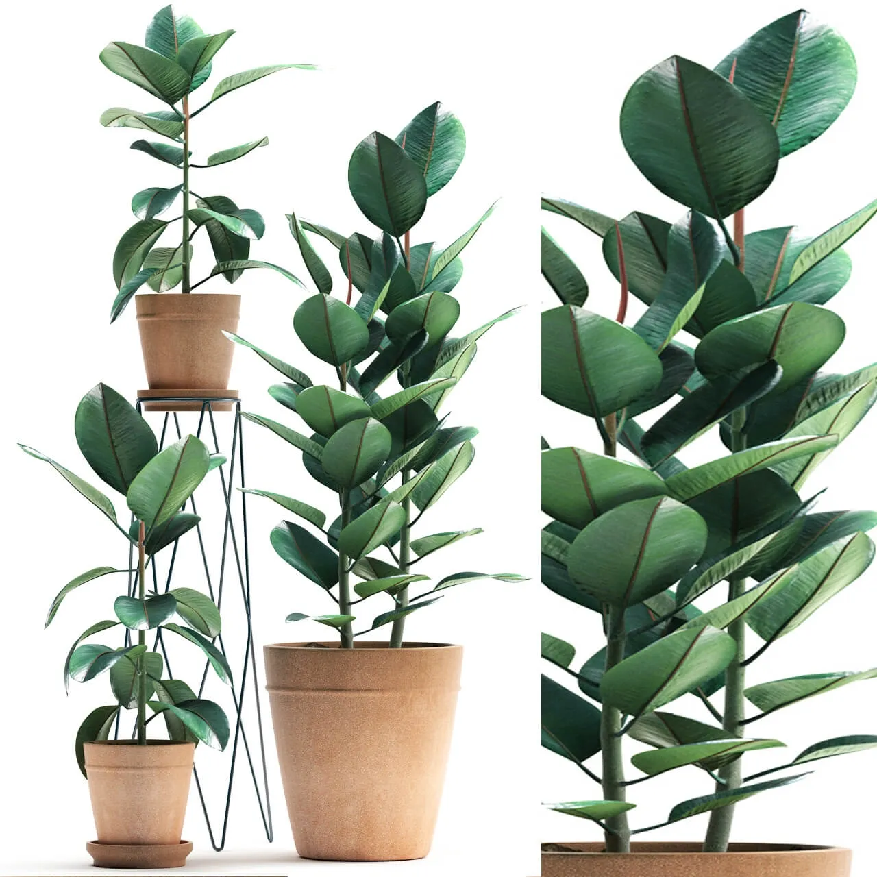 decoration - Plants 5061 3D Model