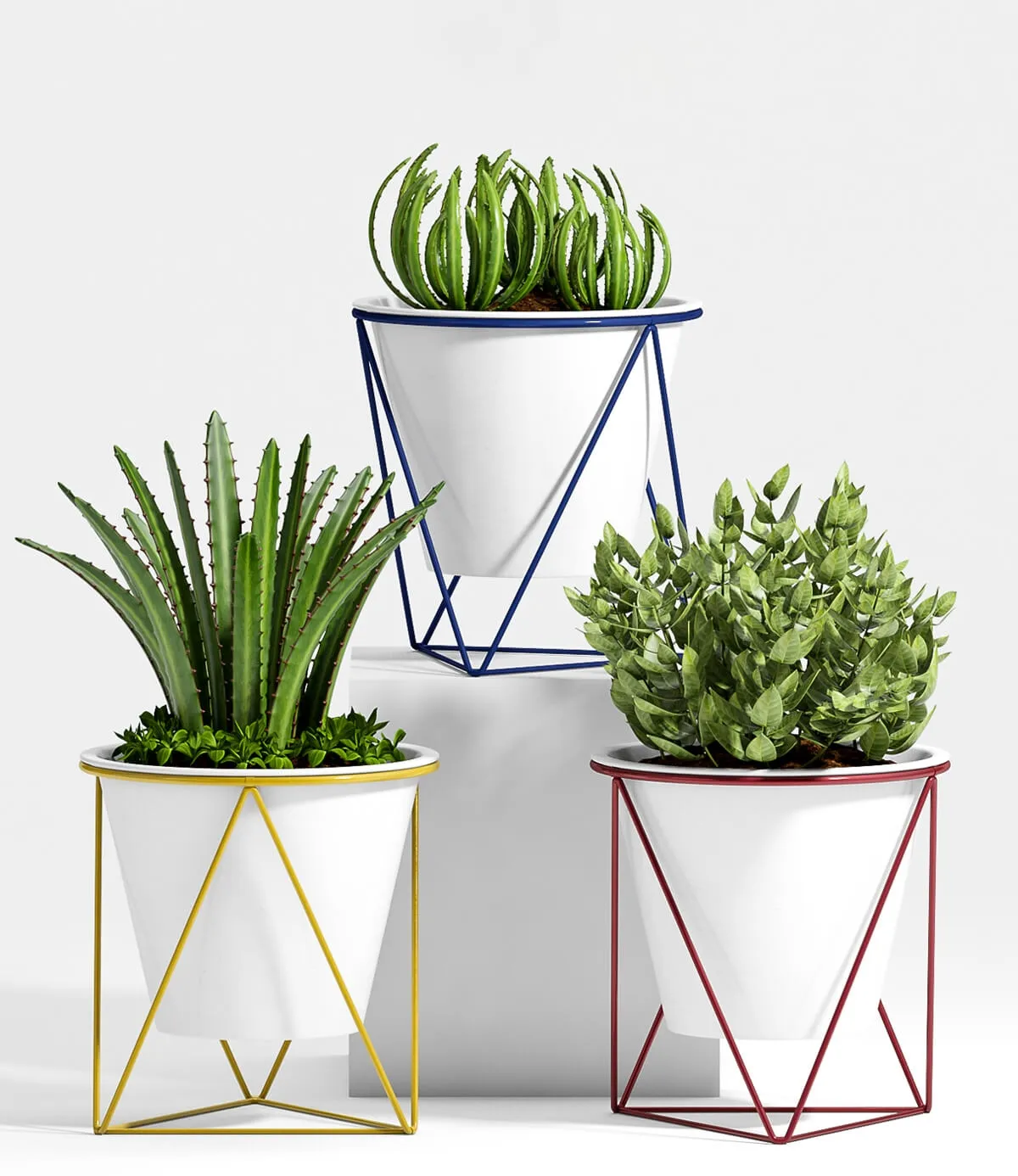 decoration - Plants 59 3D Model