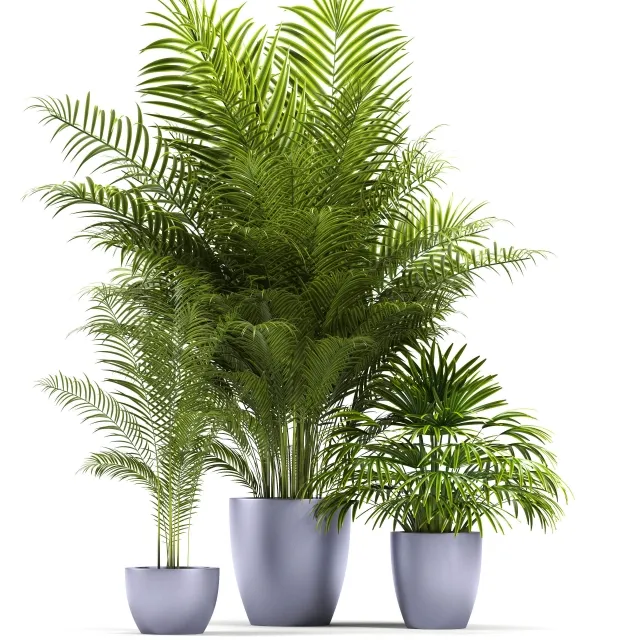 decoration - PLANTS 72 3D Model
