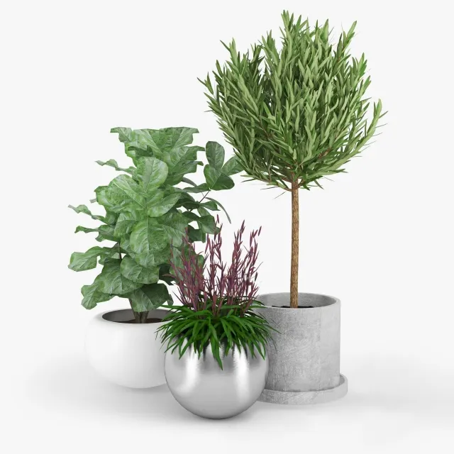 decoration - Plants 85 3D Model