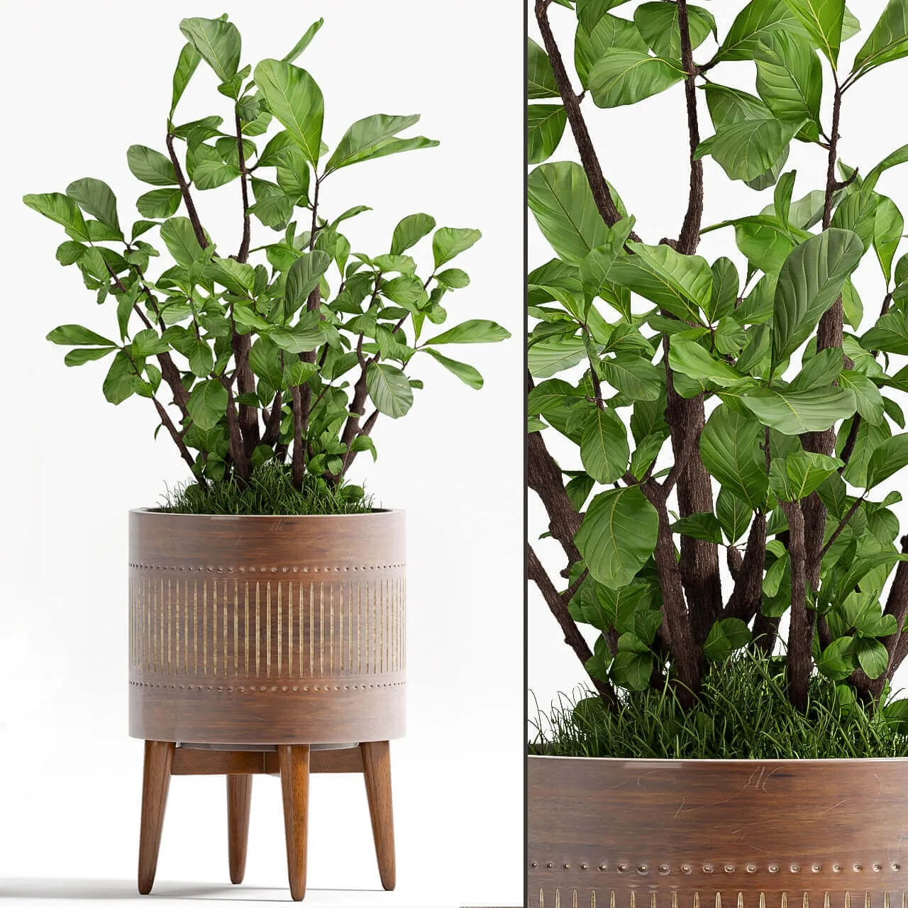 decoration - Plants 88 3D Model