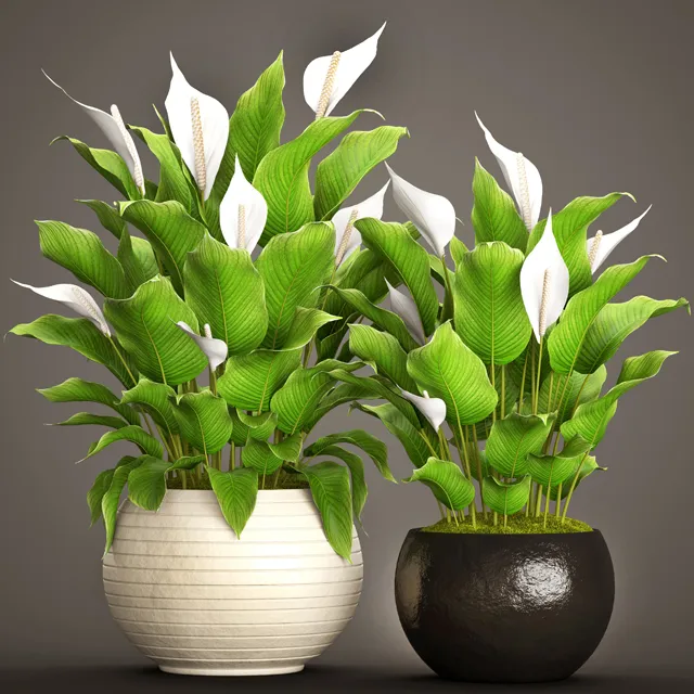 decoration - Plants 928 3D Model