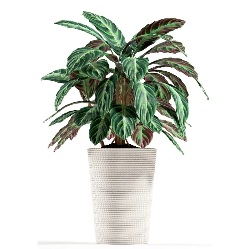 decoration - Plants 93 3D Model